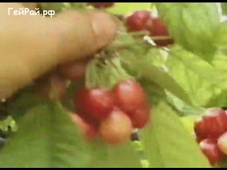 Beautiful young boys gay in the village (gay porn) - watch videos ...